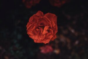 Close-up view of a blooming red rose covered in water droplets against a dark background