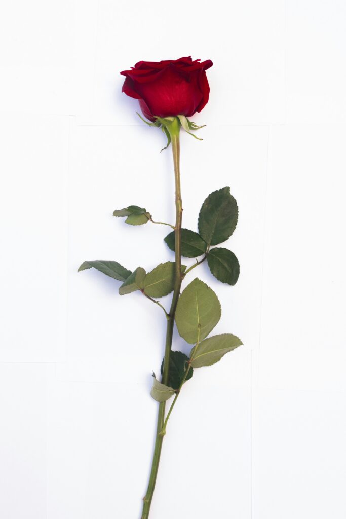 Single long-stemmed red rose with green leaves on a plain white background